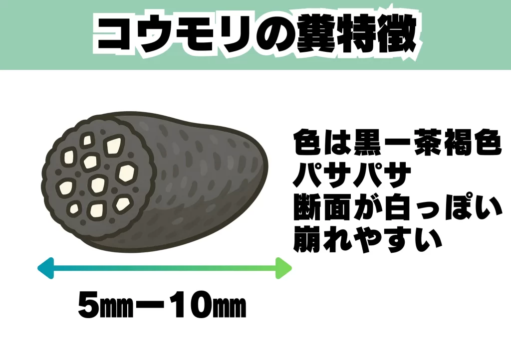 コウモリのフンの特徴