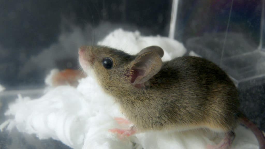 ネズミは冬眠しない？冬に起きる2つの被害と対策方法とは？