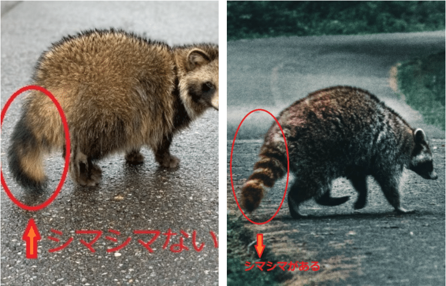 西尾市 イタチ 害獣 害虫駆除専門 再発保証と地域最安値で選ぶならホームレスキュー