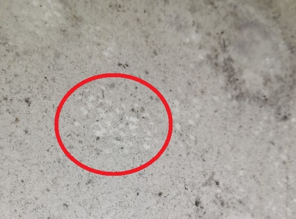 加賀市ネズミ足跡