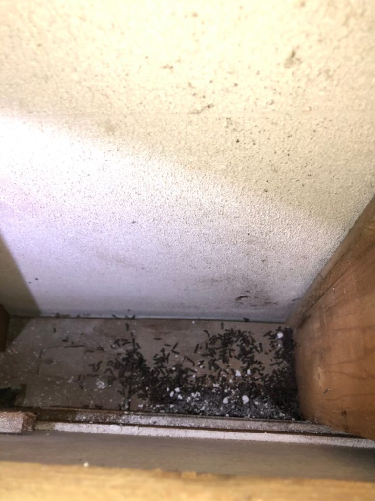 千葉市 コウモリ駆除 害獣 害虫駆除専門 再発保証と地域最安値で選ぶならホームレスキュー