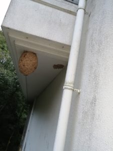 箕面市｜ハチの巣駆除