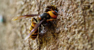 危険なスズメバチはハチ駆除業者にお任せ