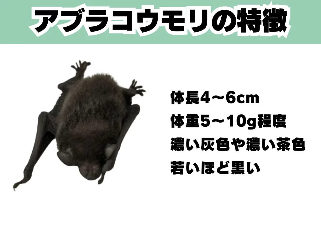アブラコウモリの特徴