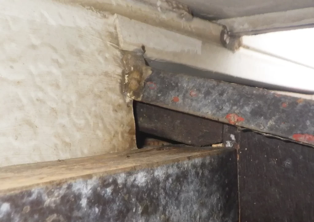 コウモリの侵入口