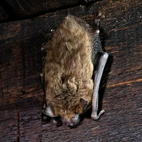 アブラコウモリ