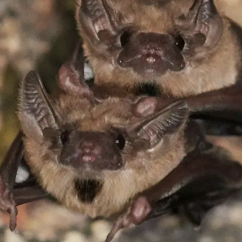 オヒキコウモリ