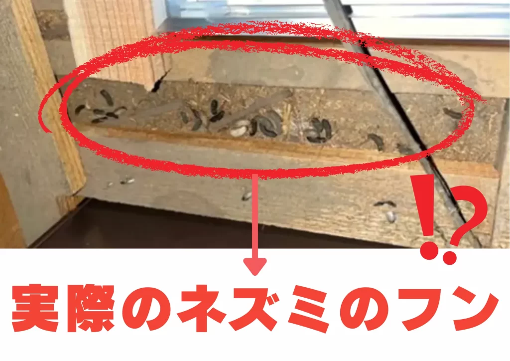 実際のネズミのフン 画像 現場写真