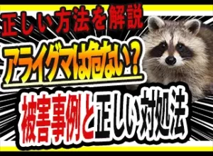 アライグマは何の害がある？被害事例と正しい対処法を徹底解説