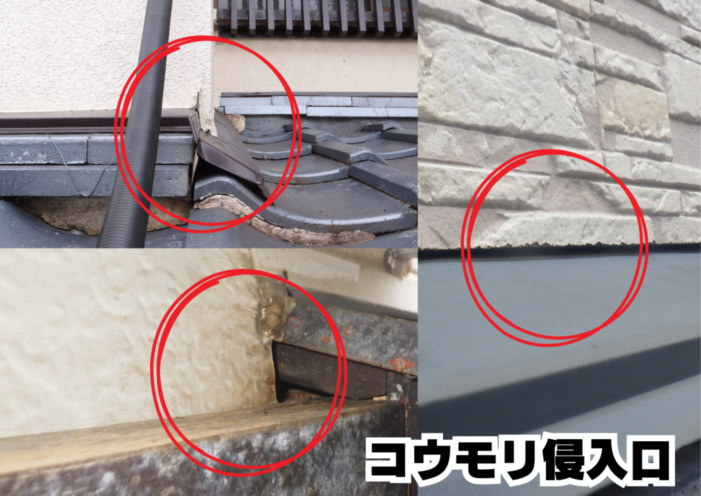 コウモリ 感染症 侵入口