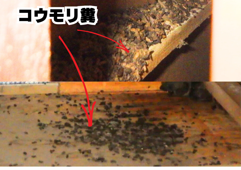 コウモリ 感染症 ふん 糞 フン