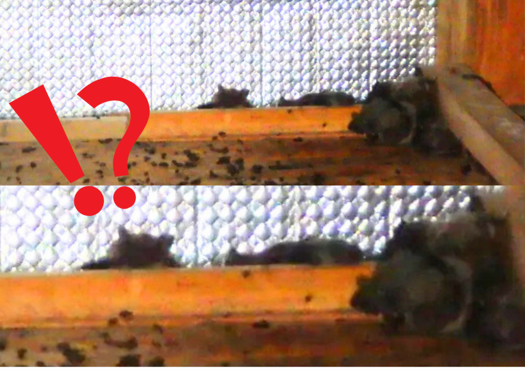 コウモリ 感染症 実際のコウモリ