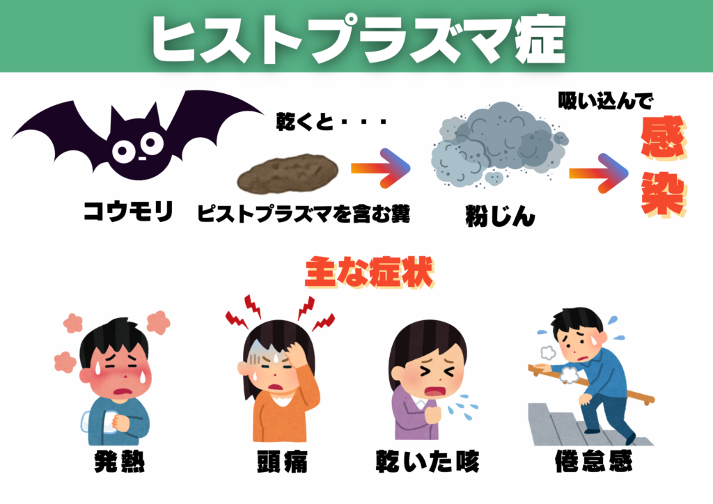 コウモリ 感染症 ヒストプラズマ症