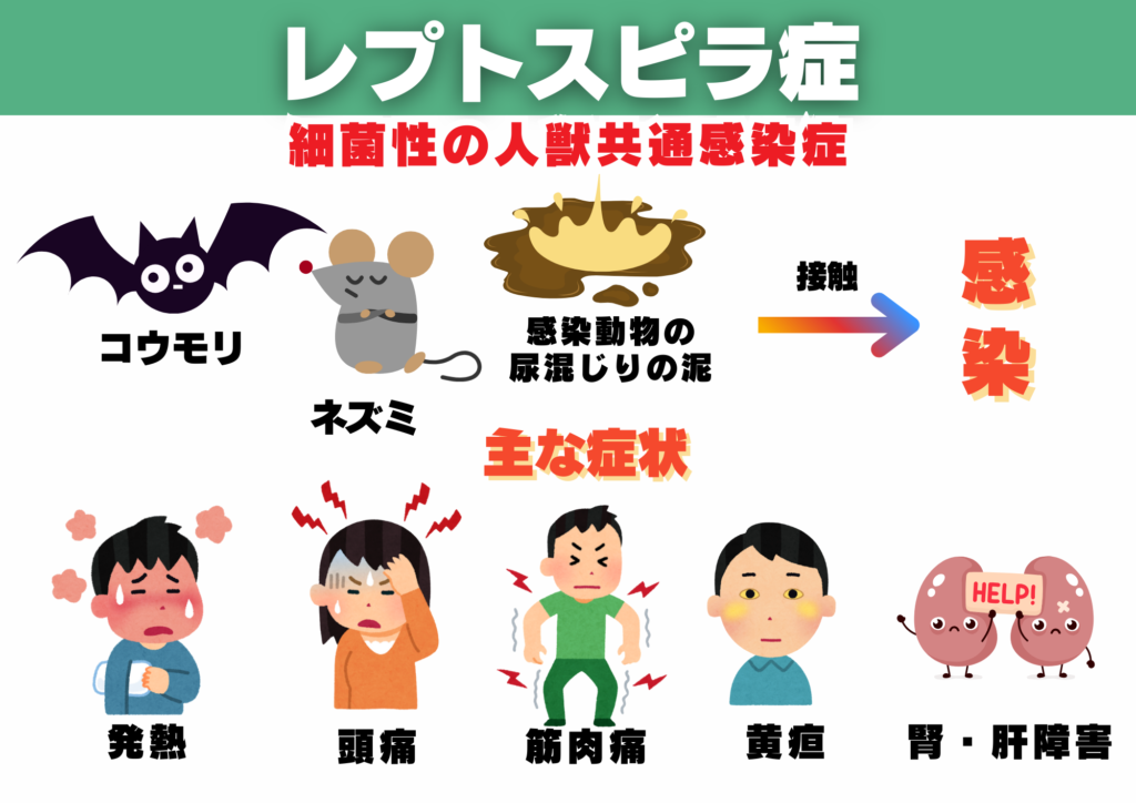 コウモリ感染症 レプトスピラ症