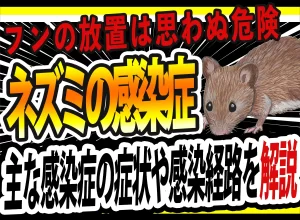 ネズミのフンは感染症の原因？フンの見分け方・症状・正しい予防法など対策を解説