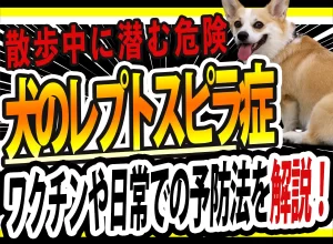 犬のレプトスピラ症に注意！？ワクチンや日常での予防を解説