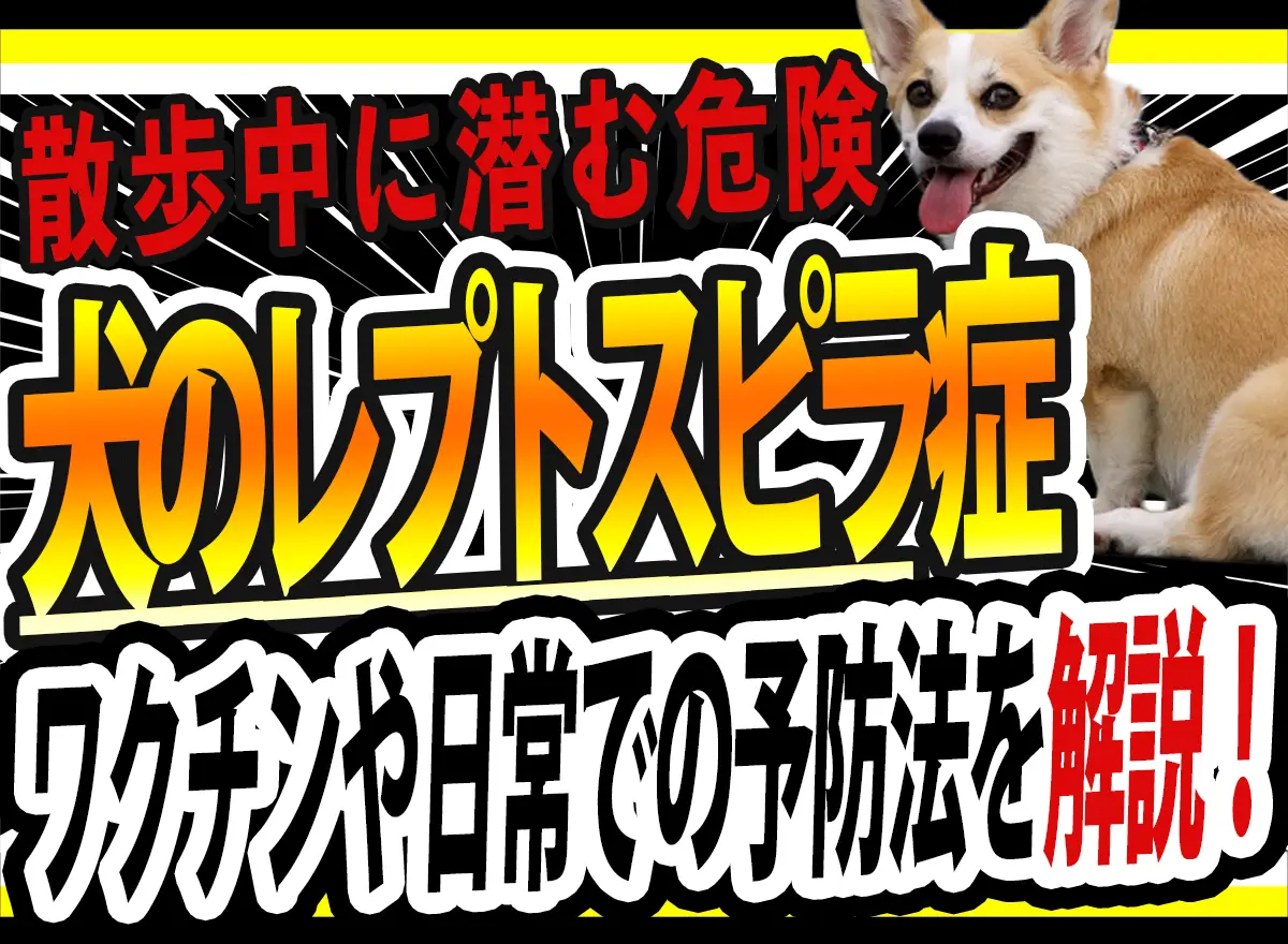 犬のレプトスピラ症