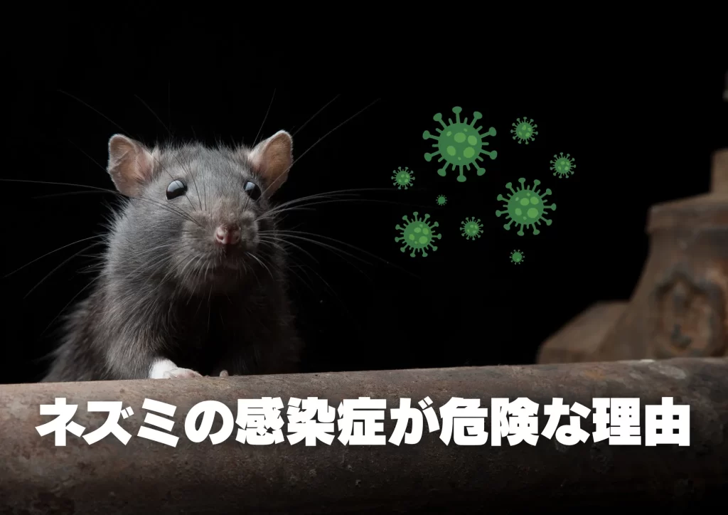ネズミの感染症　危険な理由