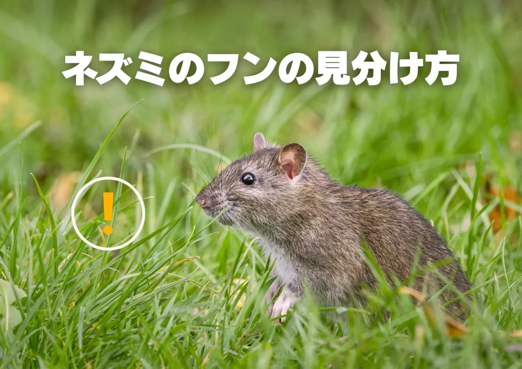 ネズミのフンの見分け方