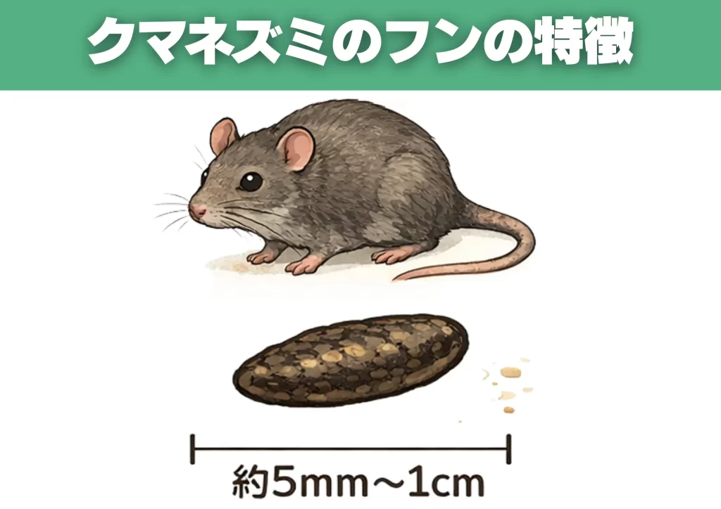 クマネズミのフンの特徴