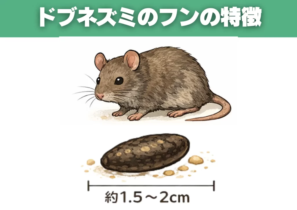 ドブネズミのフンの特徴