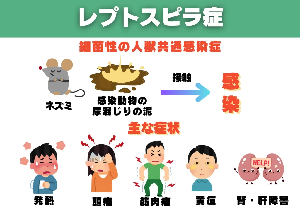 ネズミ感染症　レプトスピラ症