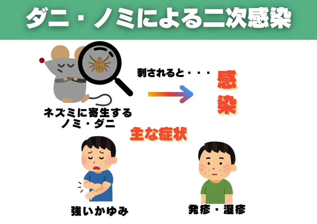 ネズミ感染症　ダニ・ノミによる二次感染