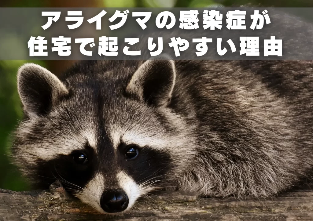アライグマ　感染症が起こりやすい理由