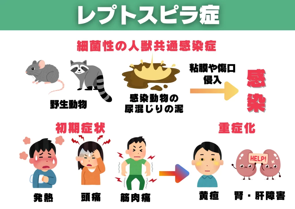 アライグマ感染症　レプトスピラ症