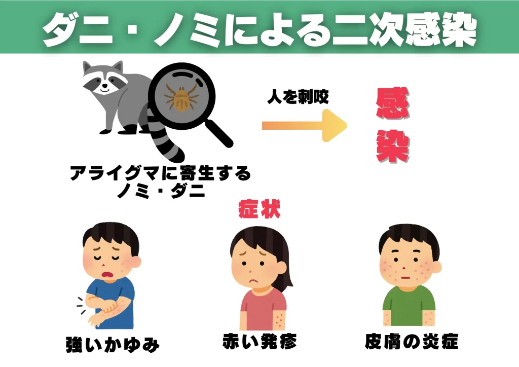 アライグマ感染症　ノミ・ダニによる二次感染