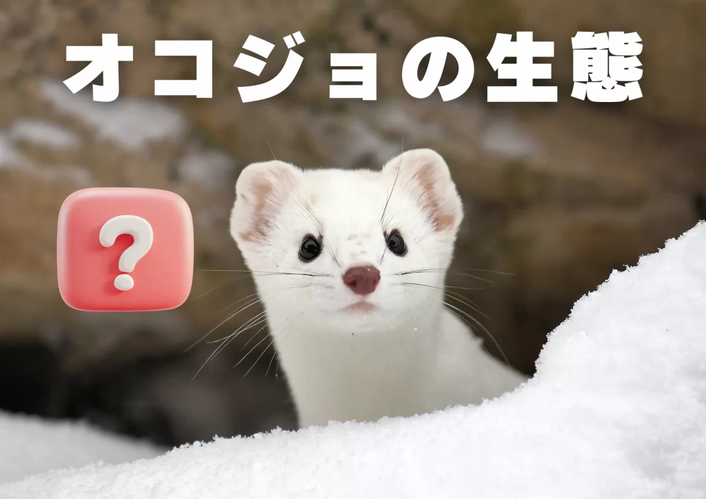 オコジョの生態