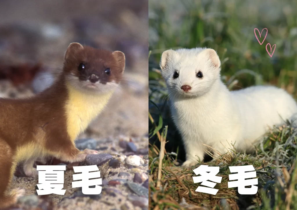 オコジョ　夏毛　冬毛