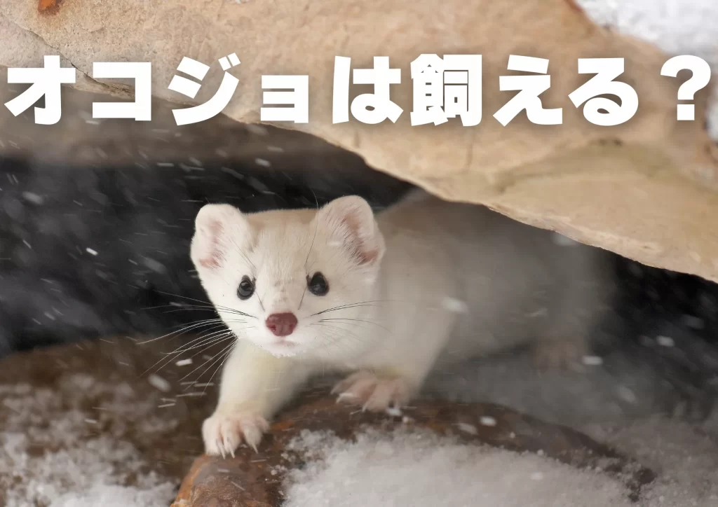 オコジョ　ペット