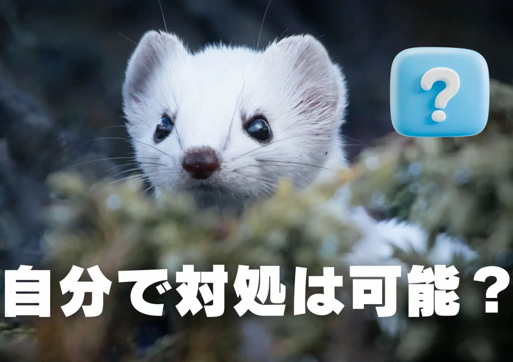 オコジョ　自分で対処