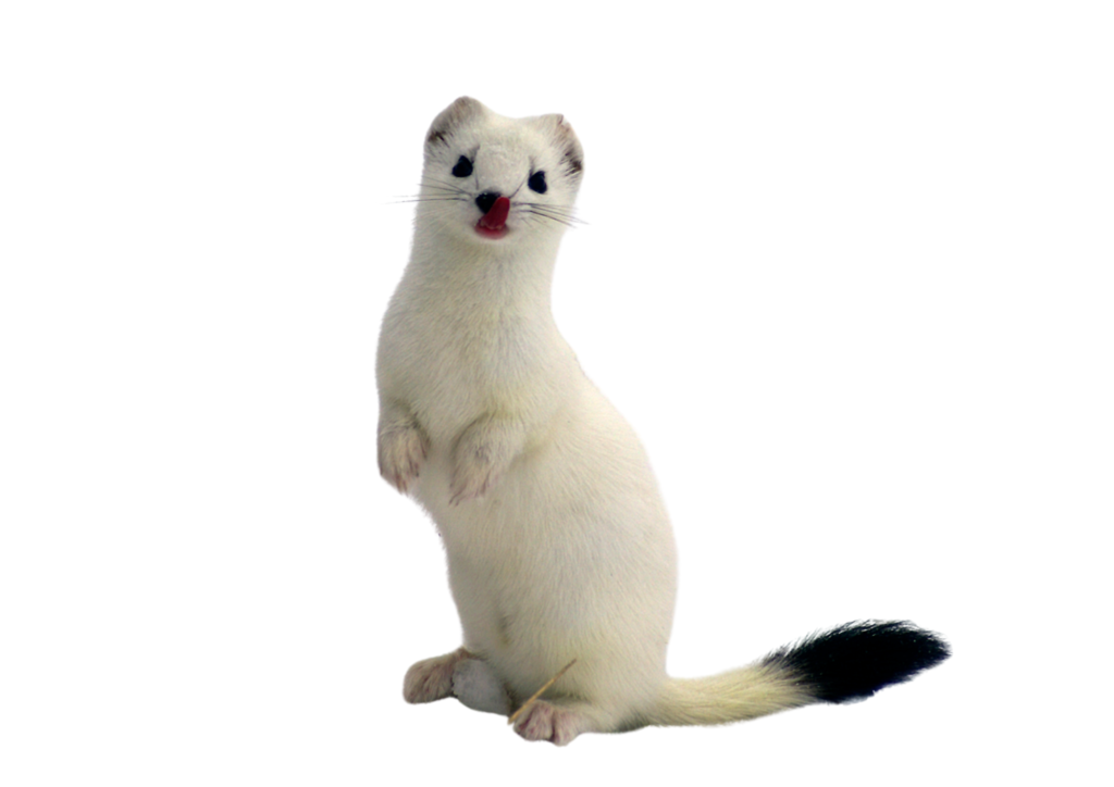 オコジョ　死のダンス