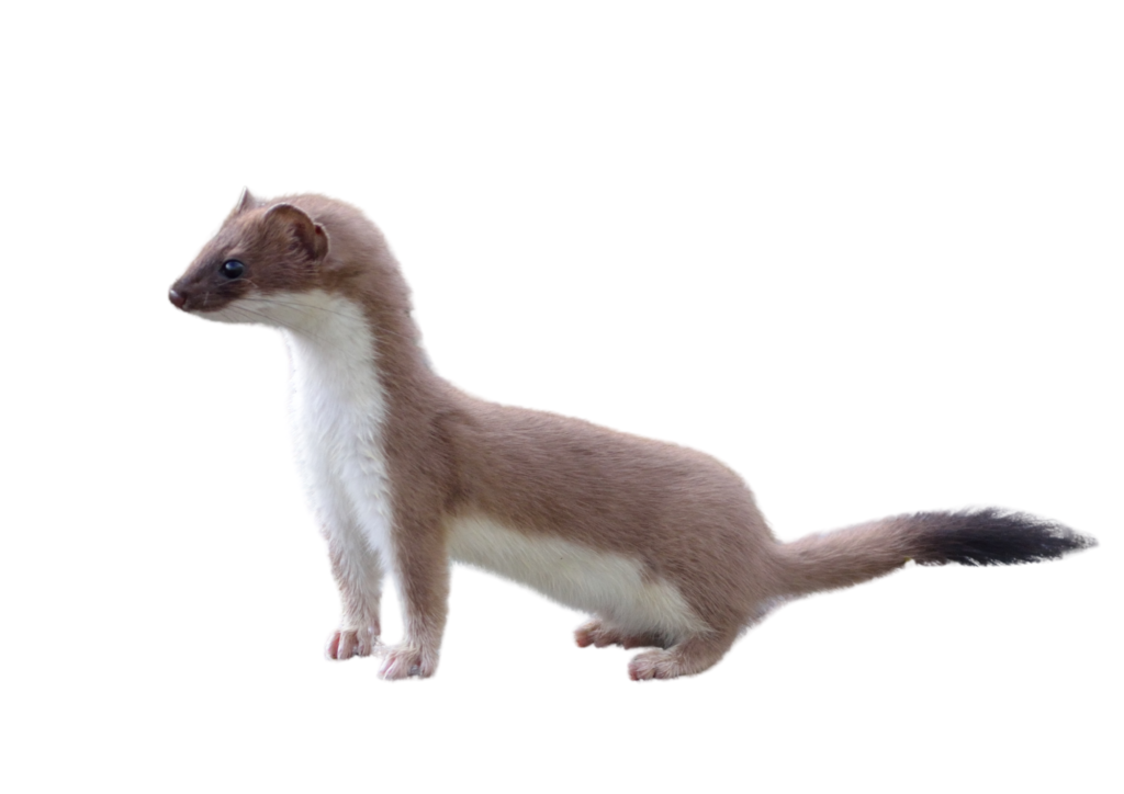 オコジョ　体長