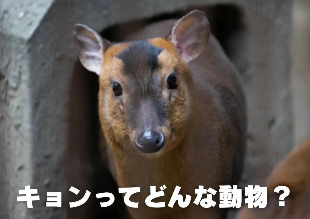 キョン　千葉県　生態　対策