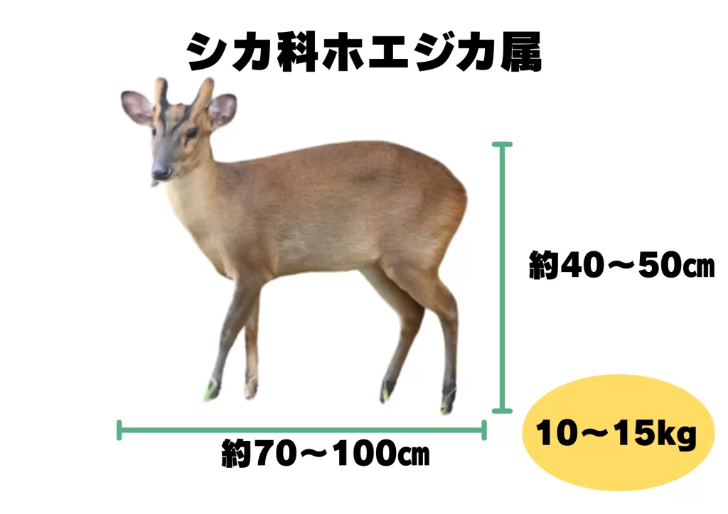 キョン　千葉県　生態　対策