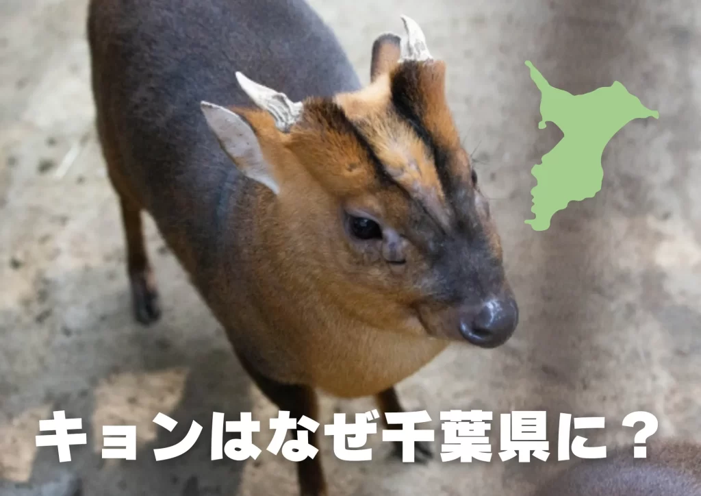 キョン　千葉県　生態　対策