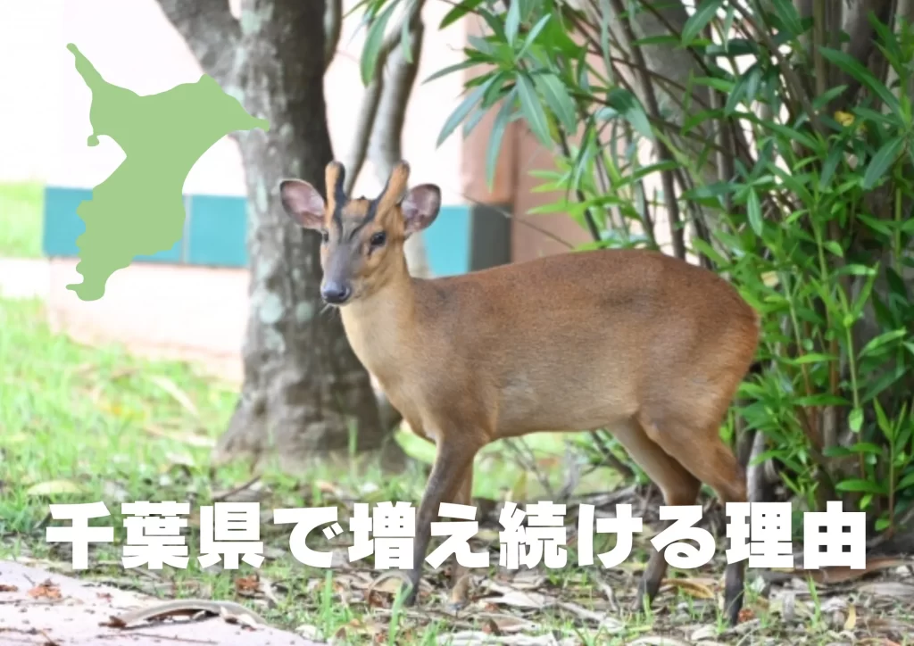 キョン　千葉県　生態　対策