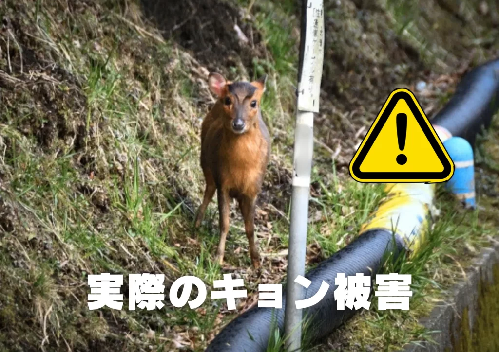 キョン　千葉県　生態　対策