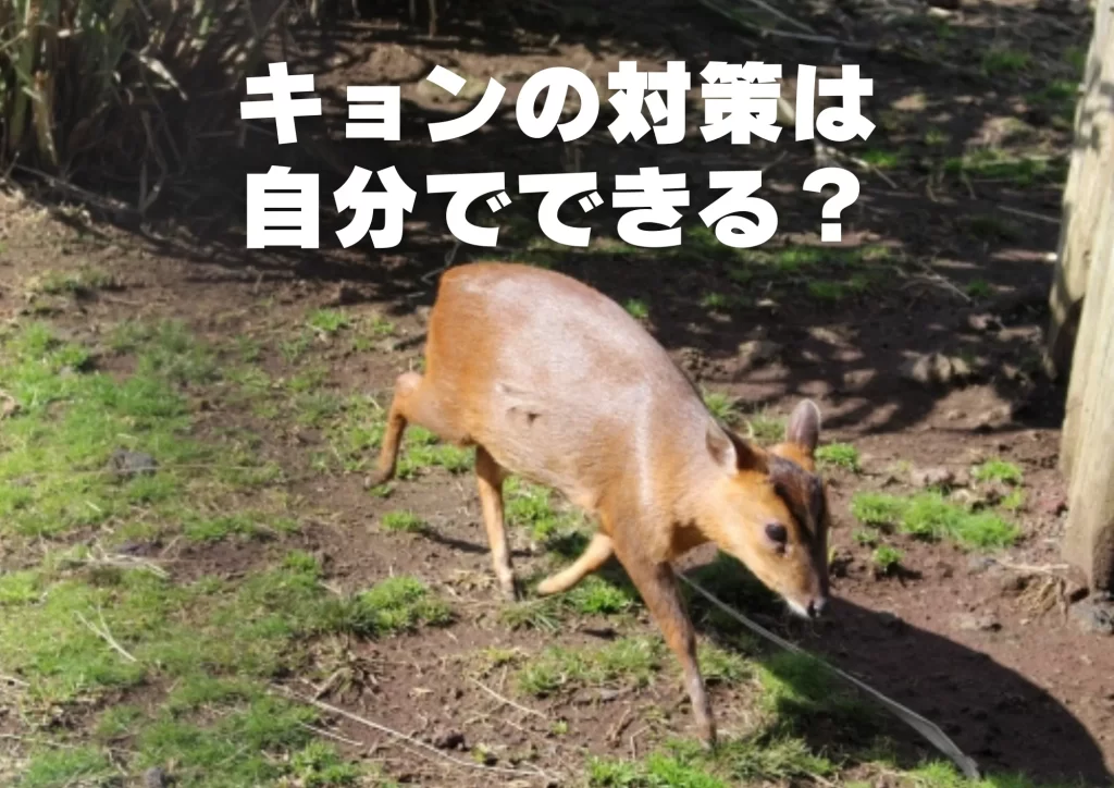 キョン　千葉県　生態　対策