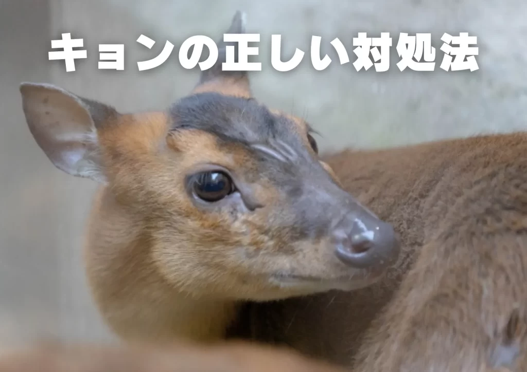 キョン　千葉県　生態　対策