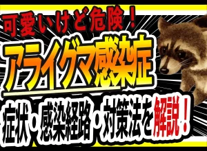 アライグマ感染症の危険性とは？症状と感染経路を徹底解説