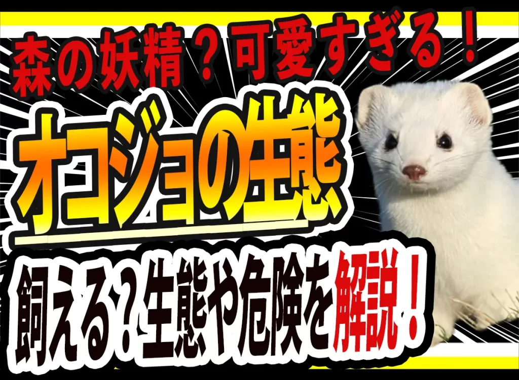 オコジョの生態