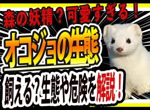 オコジョってペットとして飼える？可愛いけど実は危険！？【画像大量】