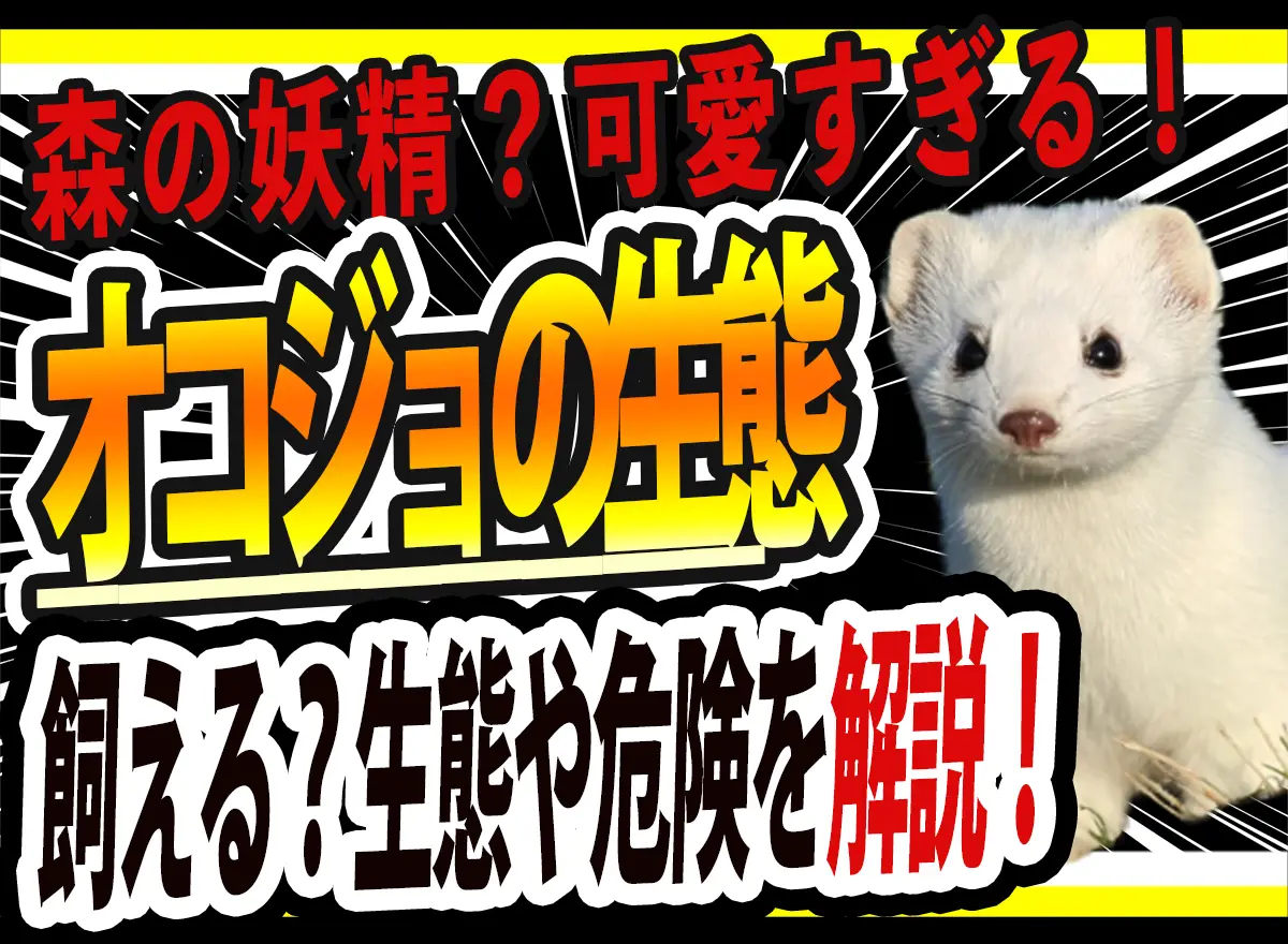 オコジョ　生態　