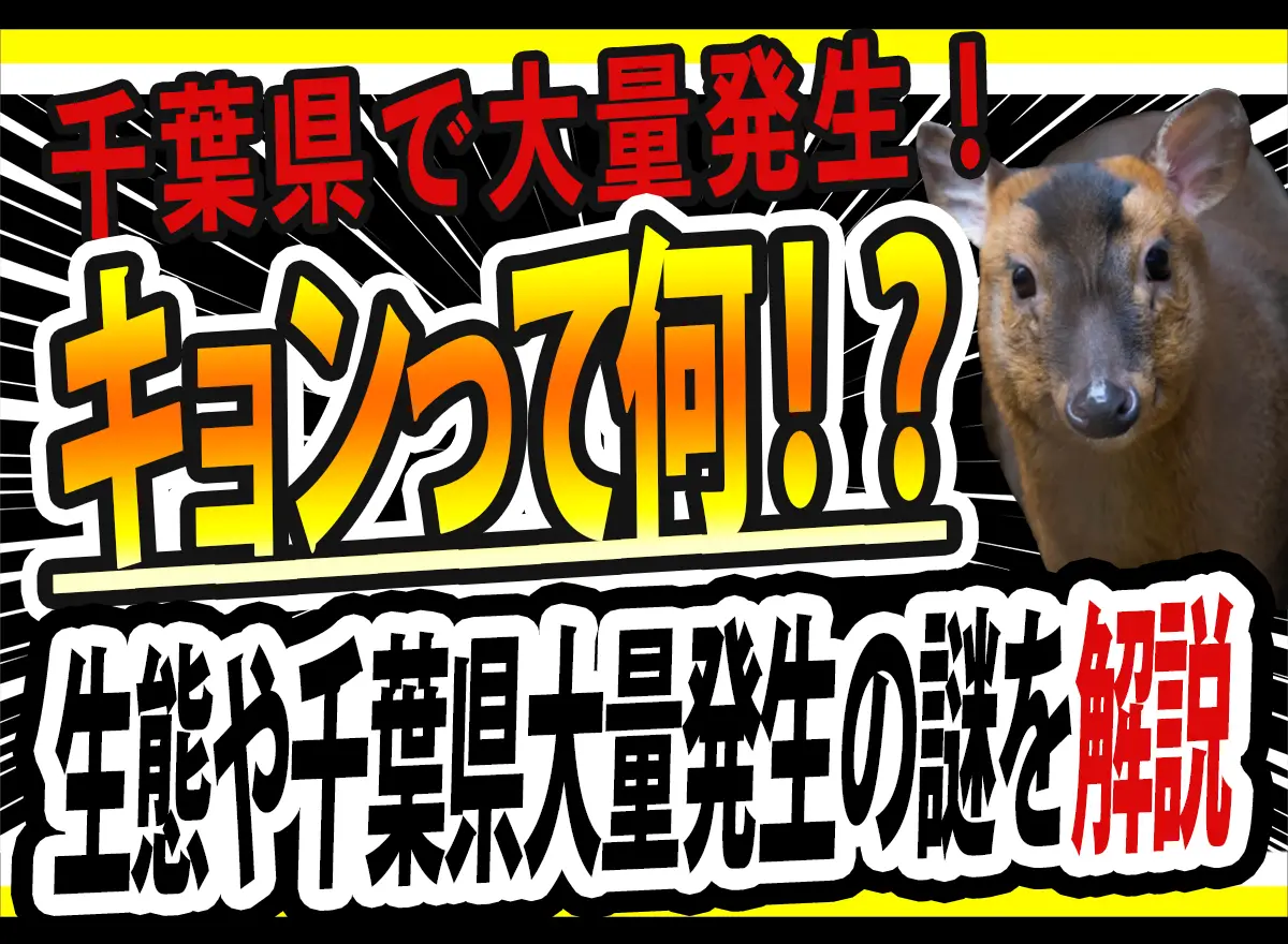 キョン　千葉県　生態　対策