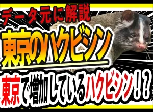 【2026年最新版】東京でハクビシンが増えている理由