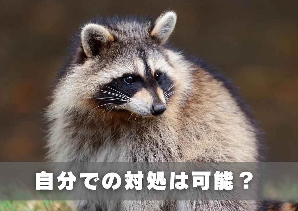 アライグマの感染症　自分での対処は可能？